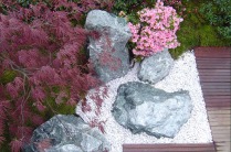 Composition minérale et végétale - Erable japonais pourpre et azalées japonaises roses